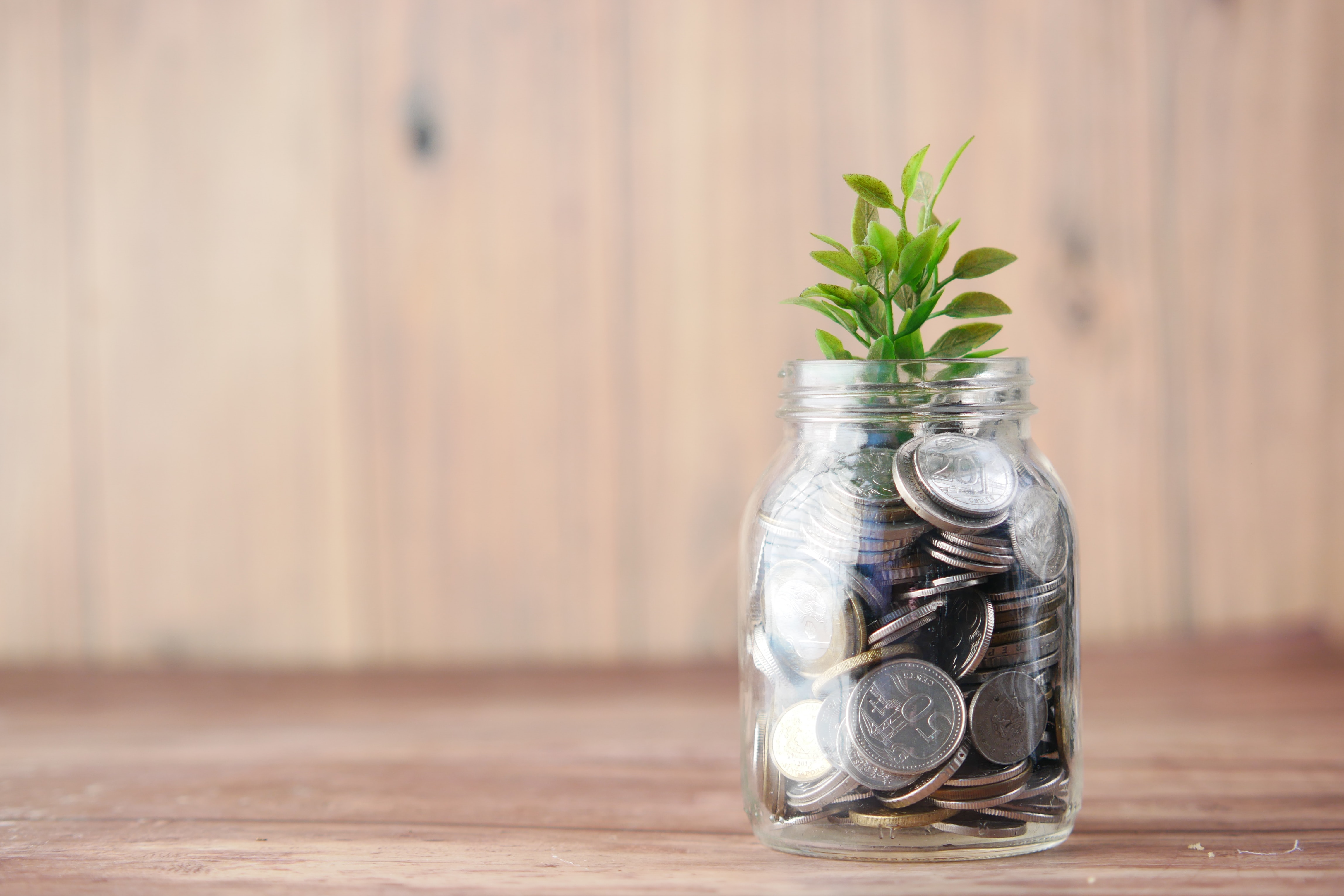 Green profit, as a plant grows from coins in a jar 